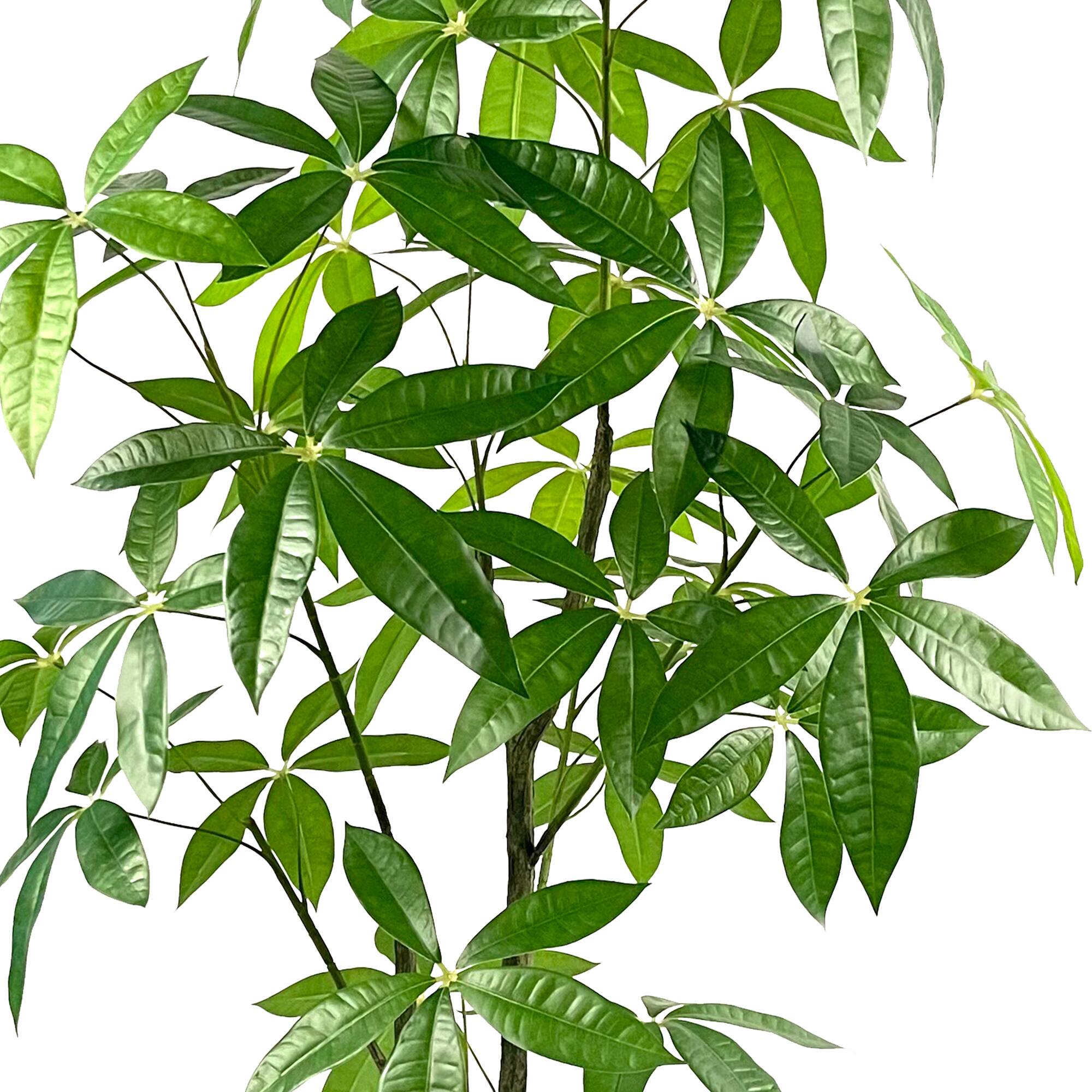5ft. Potted Green Money Plant Tree by Ashland®